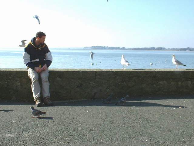 les_oiseaux.jpg (35719 octets)