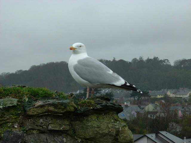 mouette.jpg (26954 octets)