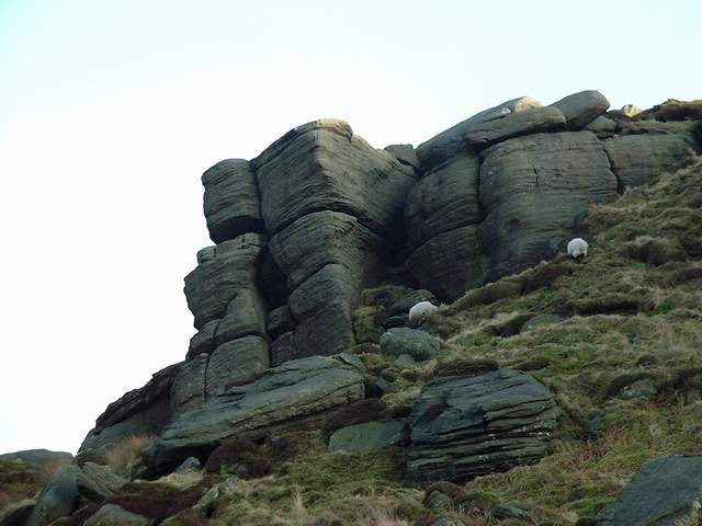moutons grimpeurs.jpg (35550 octets)