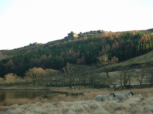 moutons_prs_du_lac.jpg (34503 octets)