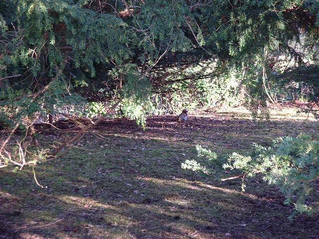un_squirrel.jpg (90518 octets)